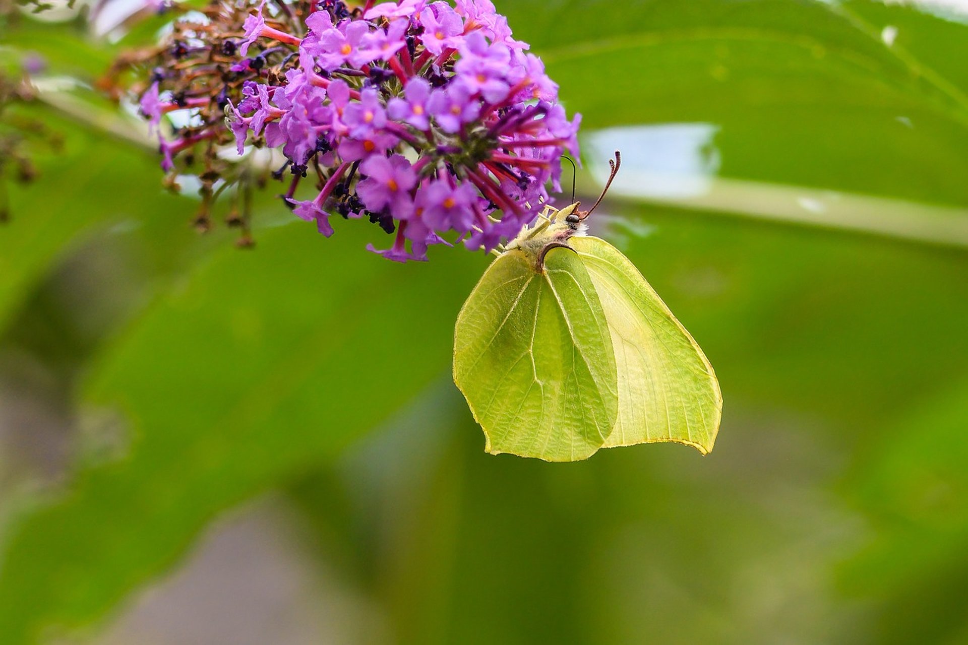 Schmetterlin an einer Blüte
